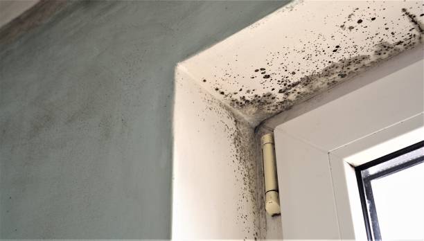 Best Air Quality Testing for Mold Spores  in Rossmoor, CA