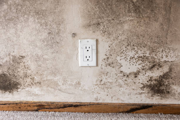 Best Industrial Mold Remediation  in Rossmoor, CA
